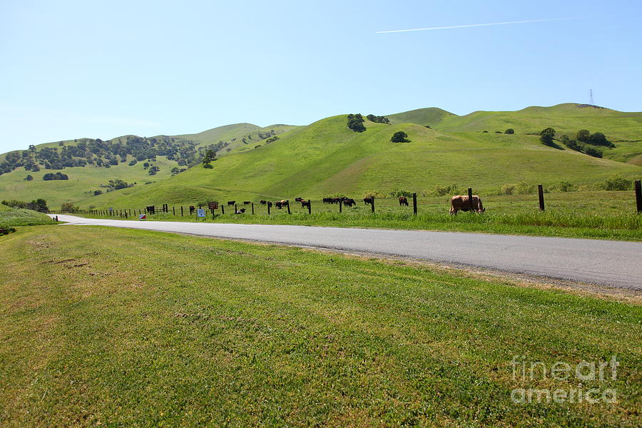 Cows Along The Rolling Hills Landscape of The Black Diamond Mines in Antioch California 5D22326 Photograph by Wingsdomain Art and Photography