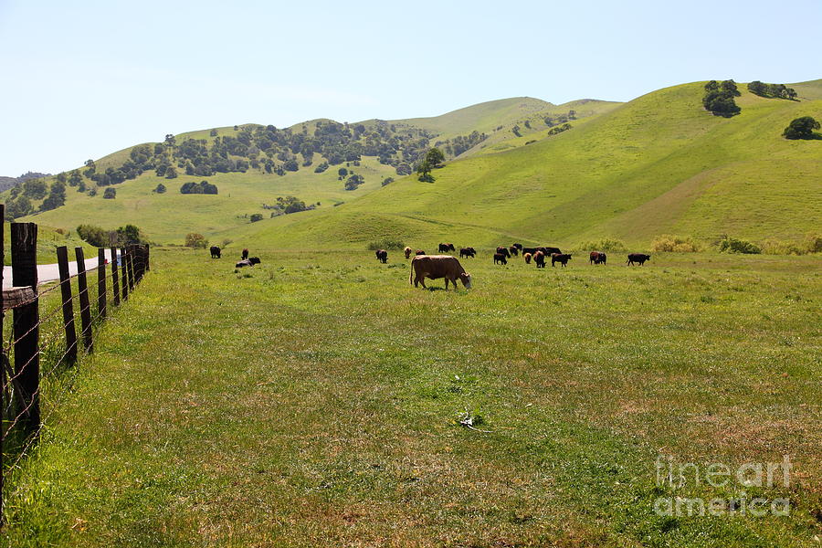 Cows Along The Rolling Hills Landscape of The Black Diamond Mines in Antioch California 5D22327 Photograph by Wingsdomain Art and Photography