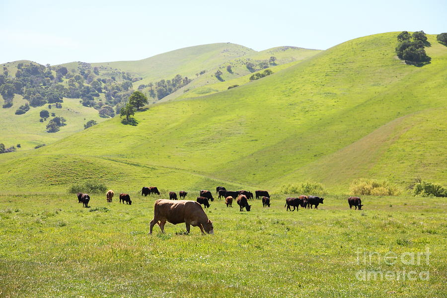 Cows Along The Rolling Hills Landscape of The Black Diamond Mines in Antioch California 5D22328 Photograph by Wingsdomain Art and Photography