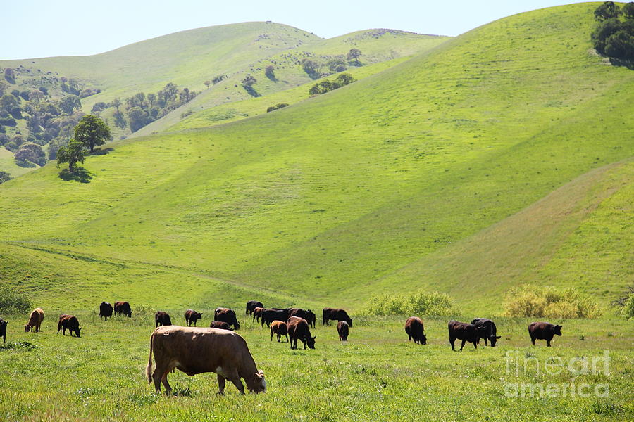 Cows Along The Rolling Hills Landscape of The Black Diamond Mines in Antioch California 5D22329 Photograph by Wingsdomain Art and Photography