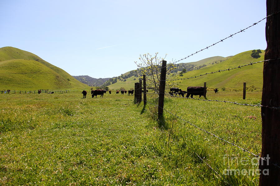 Cows Along The Rolling Hills Landscape of The Black Diamond Mines in Antioch California 5D22339 Photograph by Wingsdomain Art and Photography