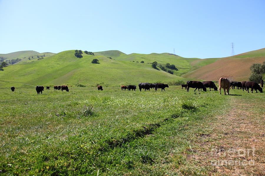 Cows Along The Rolling Hills Landscape of The Black Diamond Mines in Antioch California 5D22346 Photograph by Wingsdomain Art and Photography