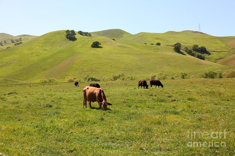 Cows Along The Rolling Hills Landscape of The Black Diamond Mines in Antioch California 5D22350 Photograph by Wingsdomain Art and Photography