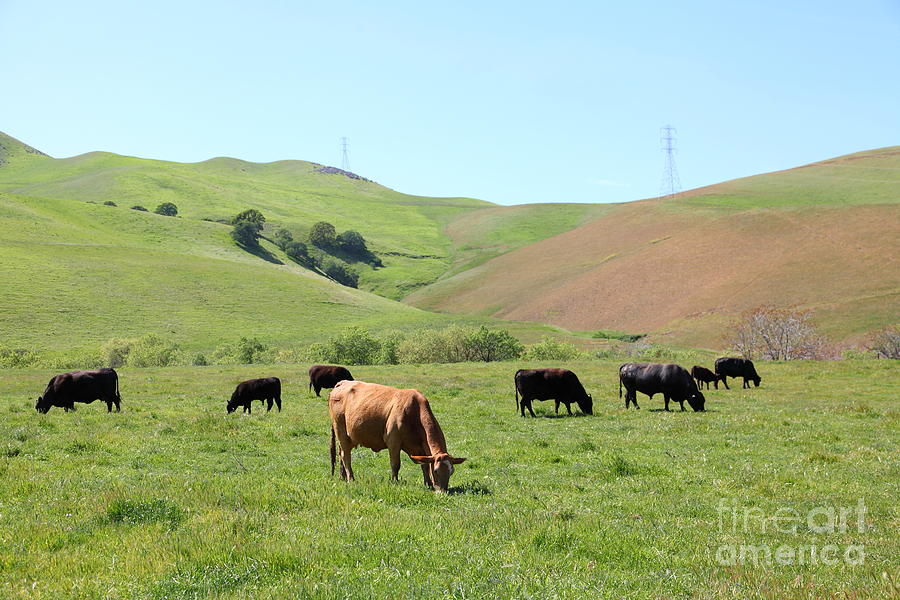 Cows Along The Rolling Hills Landscape of The Black Diamond Mines in Antioch California 5D22355 Photograph by Wingsdomain Art and Photography