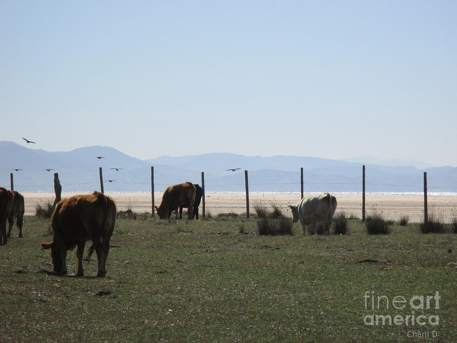 Cows and birds in Tarifa Photograph by Chani Demuijlder