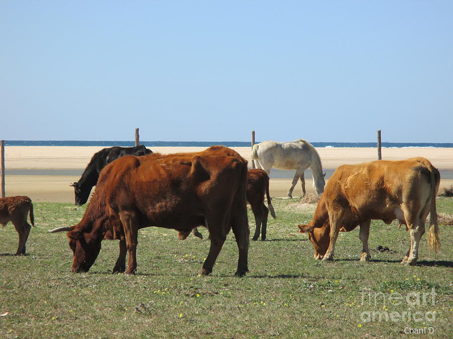 Cows and horse in Tarifa Photograph by Chani Demuijlder