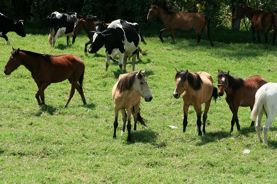 Cows and Horses in a Pasture Photograph by Robert Hamm - Fine Art America