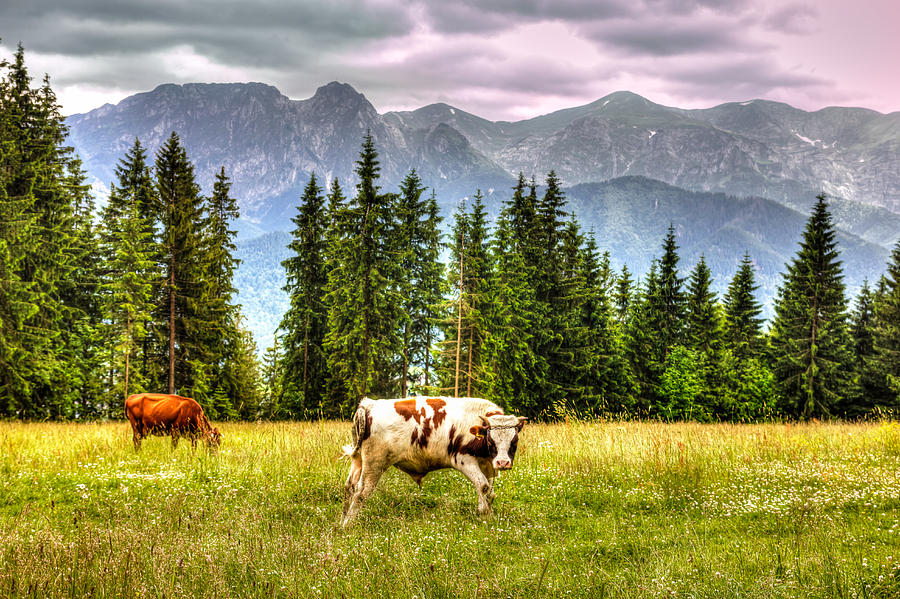 Cows And Mountains Photograph