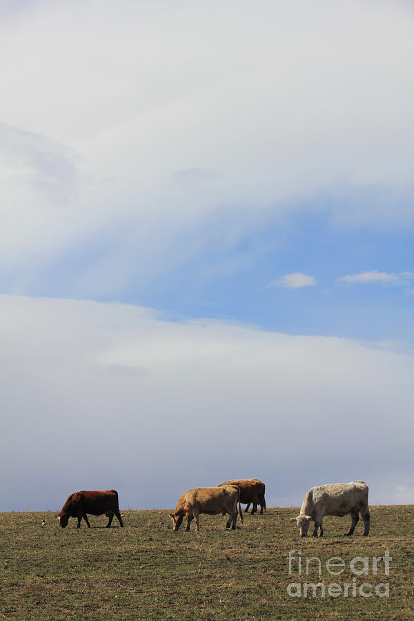 Cows and Sky in Cowtown Photograph by Donna L Munro