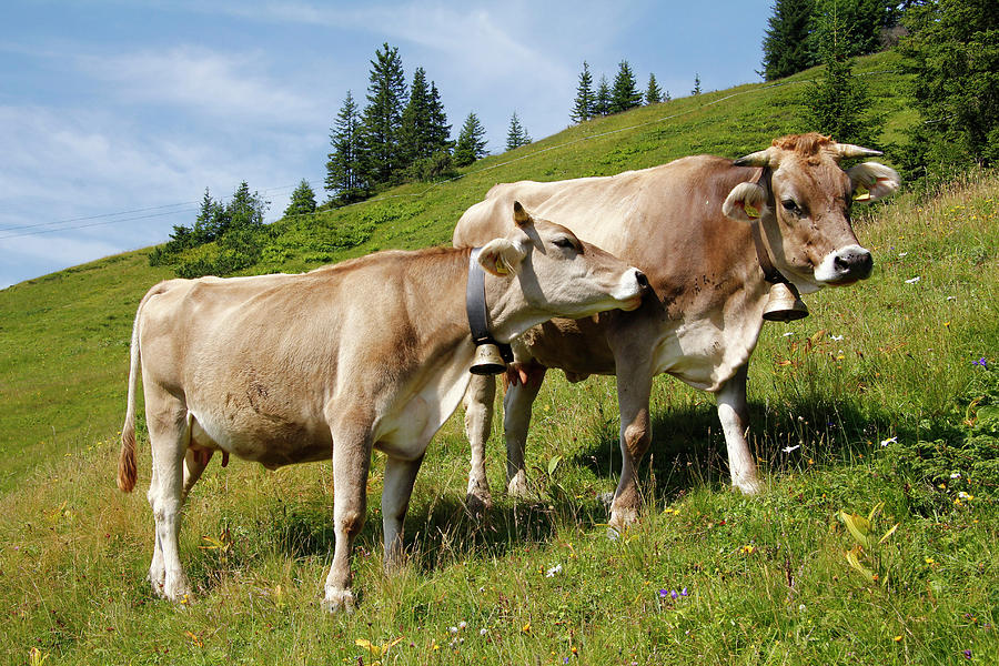 Cows At Alpine Meadow, Fellhorn, Bavaria Photograph by Hans-peter Merten