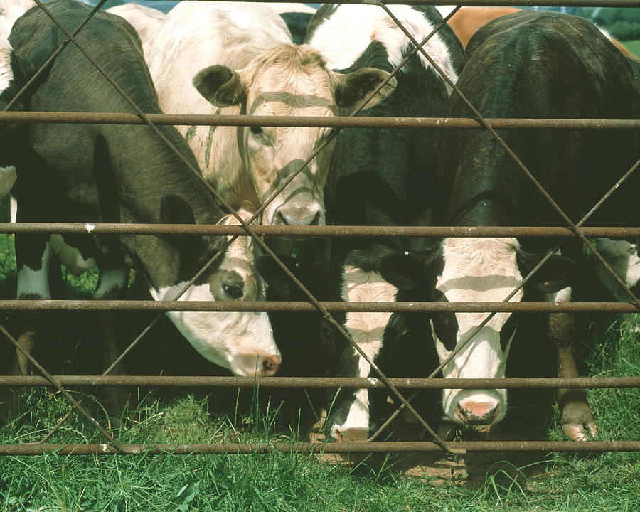 Cows At Gate Photograph by Tony Craddock/science Photo Library