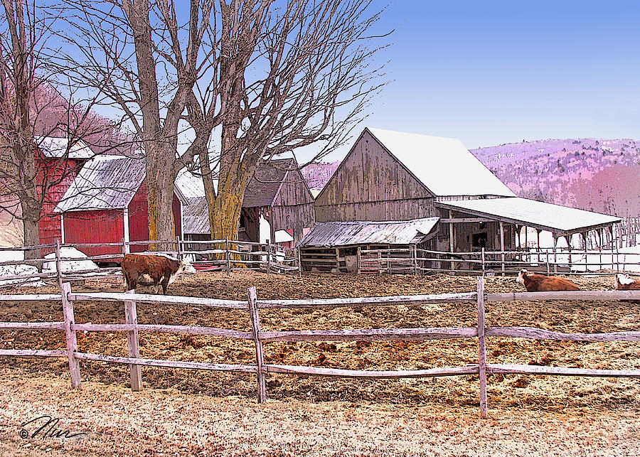 Cows at Jenne Farm Digital Art by Nancy Griswold