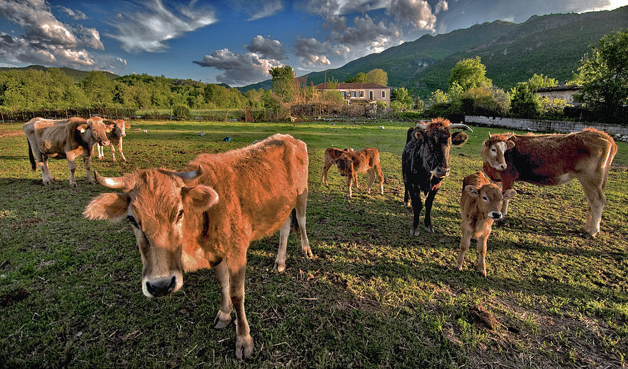 Cows At  Kappas Photograph by Photo By Dimitrios Tilis