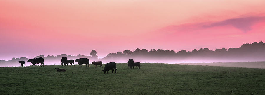 Cows At Sunset Photograph by Walter Arnold Photography