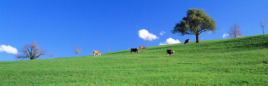 Animal Photograph - Cows, Canton Zug, Switzerland by Panoramic Images