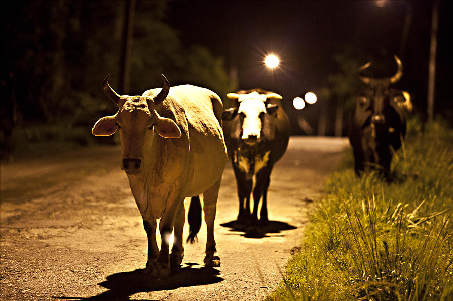 Cow Photograph - Cows Coming Home by Sarita Rampersad