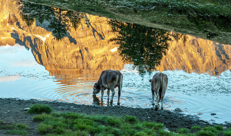 Nature Photograph - Cows Drinking Water From An Alpine Lake by Paolo Sartori