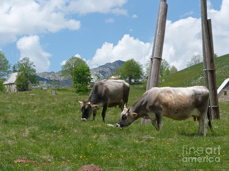 Cows - Durmitor National Park - Montenegro Photograph by Phil Banks