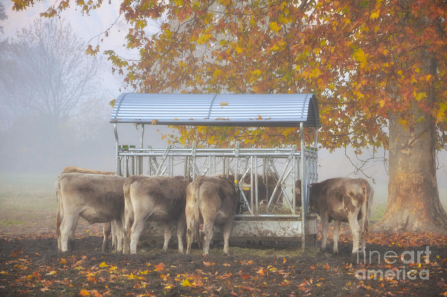 Cows eating under a tree Photograph by Mats Silvan