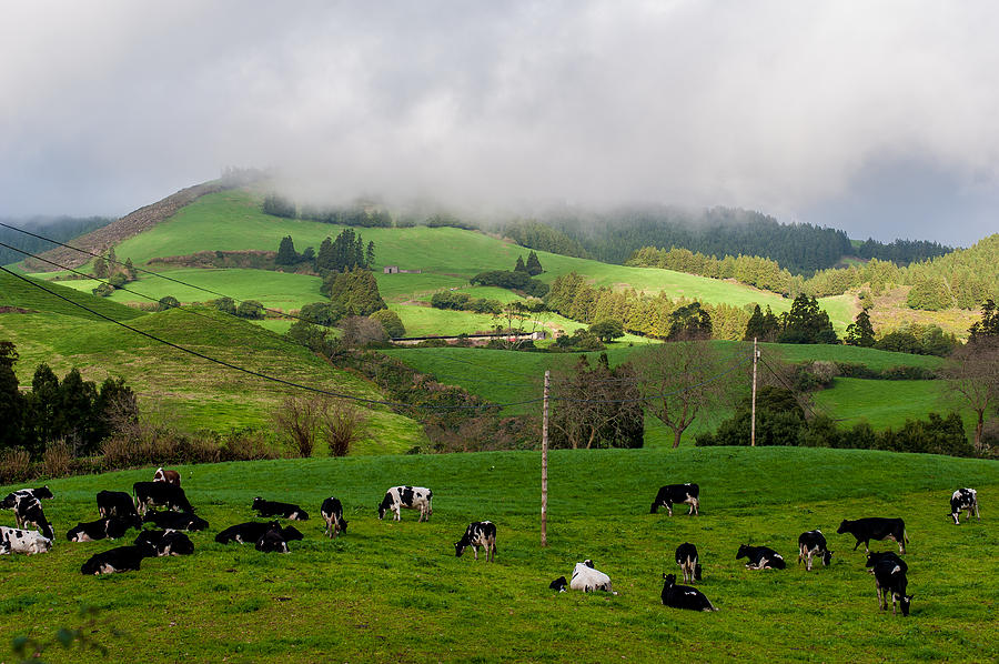 Cows farming Photograph by Joseph Amaral