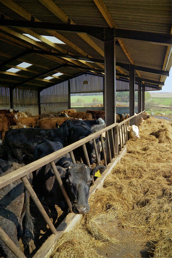 Cows Feeding In A Barn Photograph by Simon Fraser/tarset Archive Group/science Photo Library