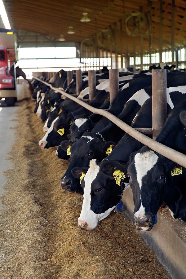 Cows Feeding Photograph by Jim West | Fine Art America