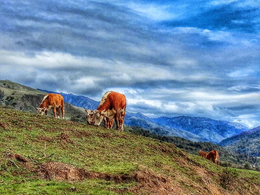 Cow Photograph - Cows by Fred Nugent