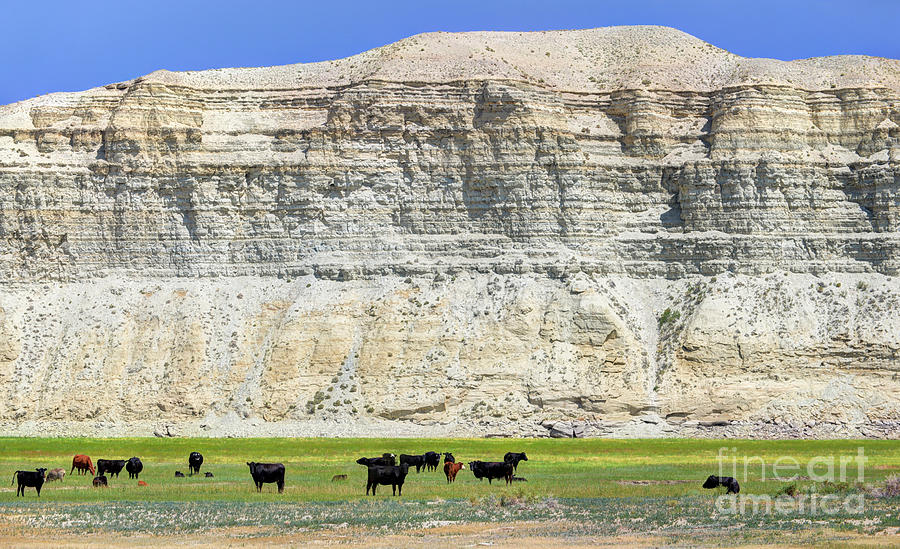 Grazing Cows Green River Cliffs Thunderstorm Photograph by Gary Whitton