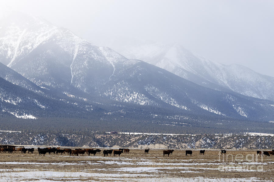 Cows Grazing Below Antero Mountain Colorado Photograph by Janice Pariza