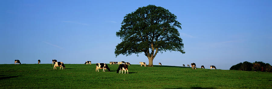 Cows Grazing In A Field Photograph by Jeremy Walker/science Photo Library
