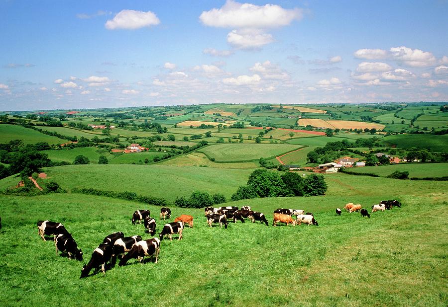 Cows Grazing In A Field Photograph by Tony Craddock/science Photo Library