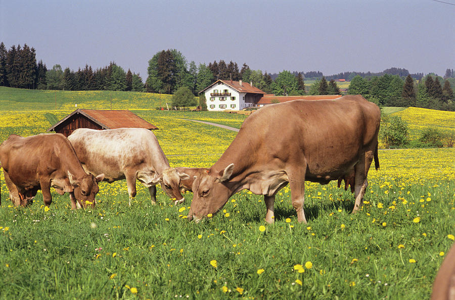 Cows Grazing In A Meadow Photograph by Tony Craddock/science Photo Library