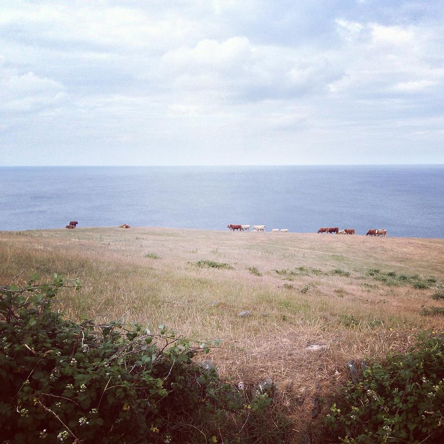 Cows Grazing In Field Beside The Ocean Photograph by Jodie Griggs