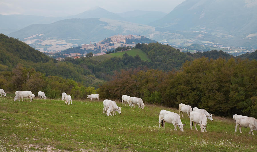 Cows Grazing In Hilly Italian Photograph by Kathrin Ziegler