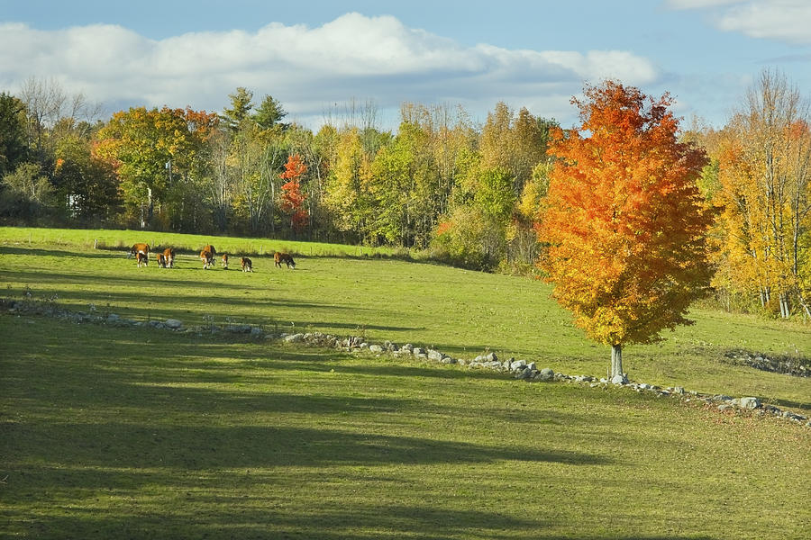 Cows Grazing on Maine Farm Field in Fall  Photograph by Keith Webber Jr