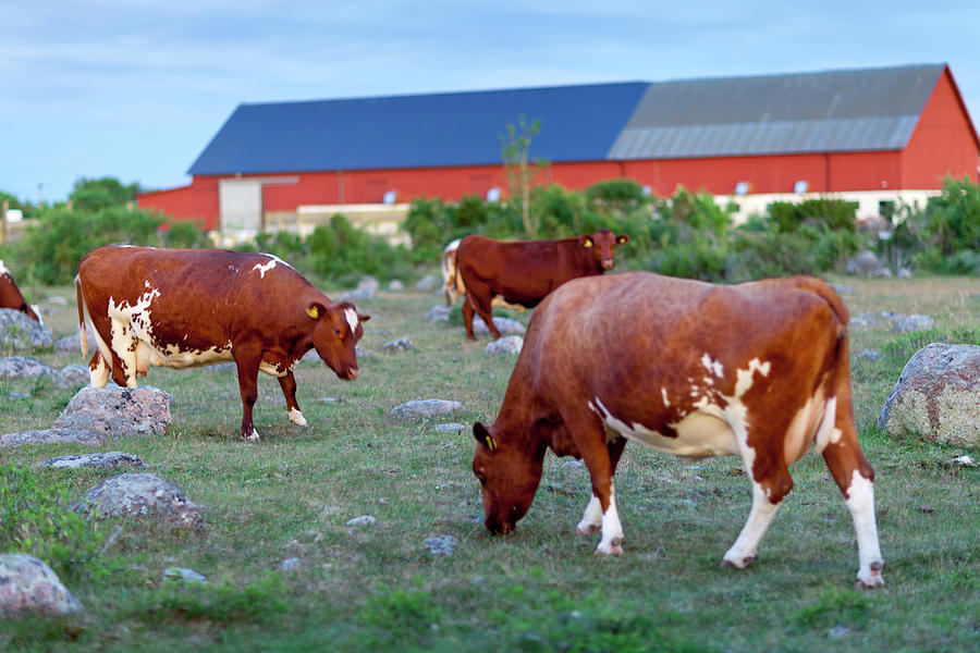 Cows Grazing On Pasture Photograph by Johner Images Cows Grazing On Pasture Photograph by Johner Images