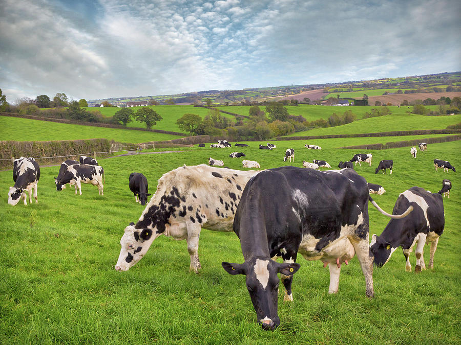 Cows Grazing Photograph by Photograph Taken By Alan Hopps