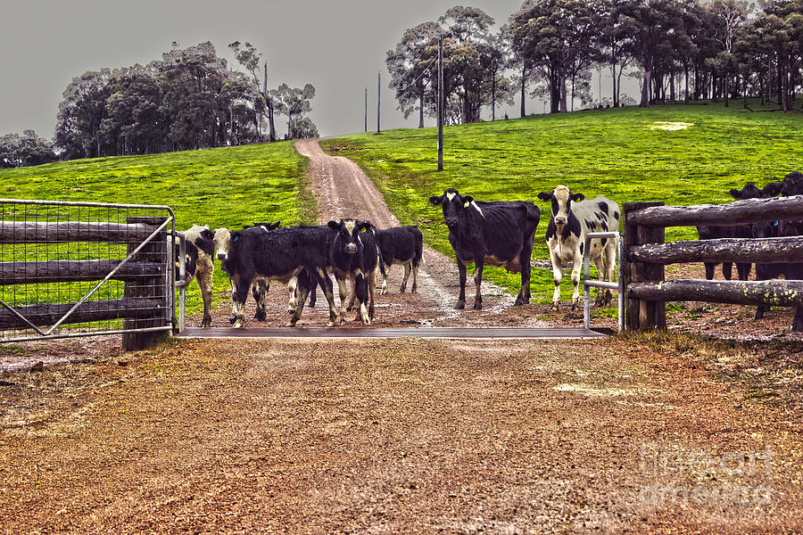 Black And White Photograph - Cows I by Cassandra Buckley