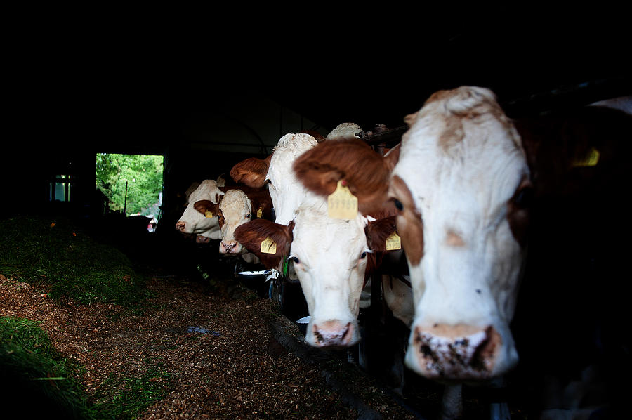 Cows II Photograph by Patrick Boening