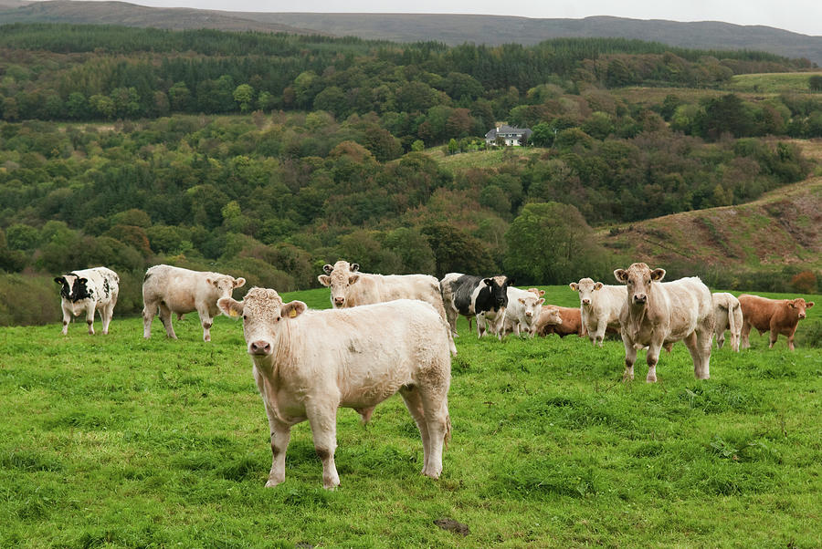 Cows In A Field Photograph by John Kroetch / Design Pics