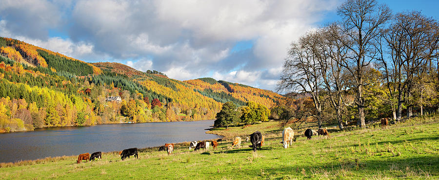 Cows In A Field Next To A Loch With Photograph by Simon Butterworth
