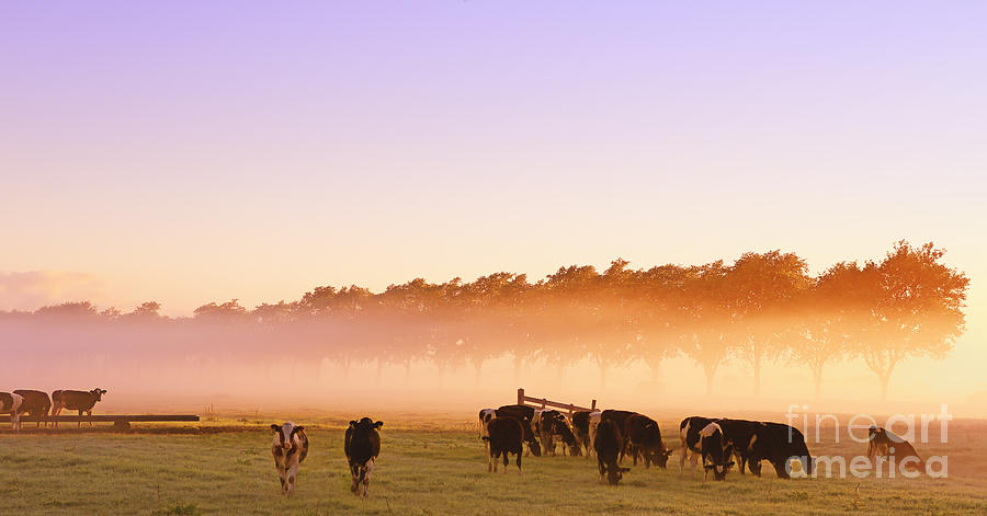 Cows In A Field On A Foggy Morning Photograph