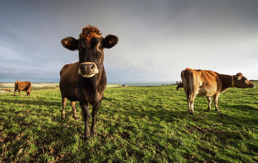 Cows In A Field With One Cow Staring At Photograph by John Short / Design Pics