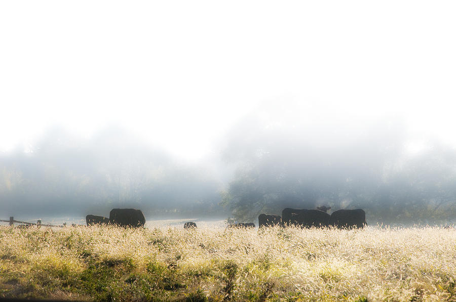 Cows in a Foggy Field Photograph by Bill Cannon
