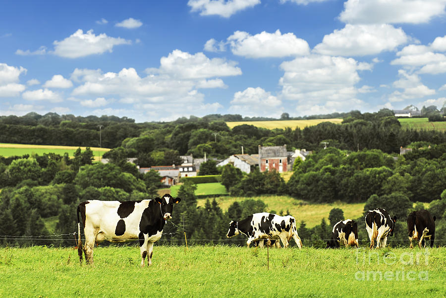 Cows in a pasture in Brittany Photograph by Elena Elisseeva