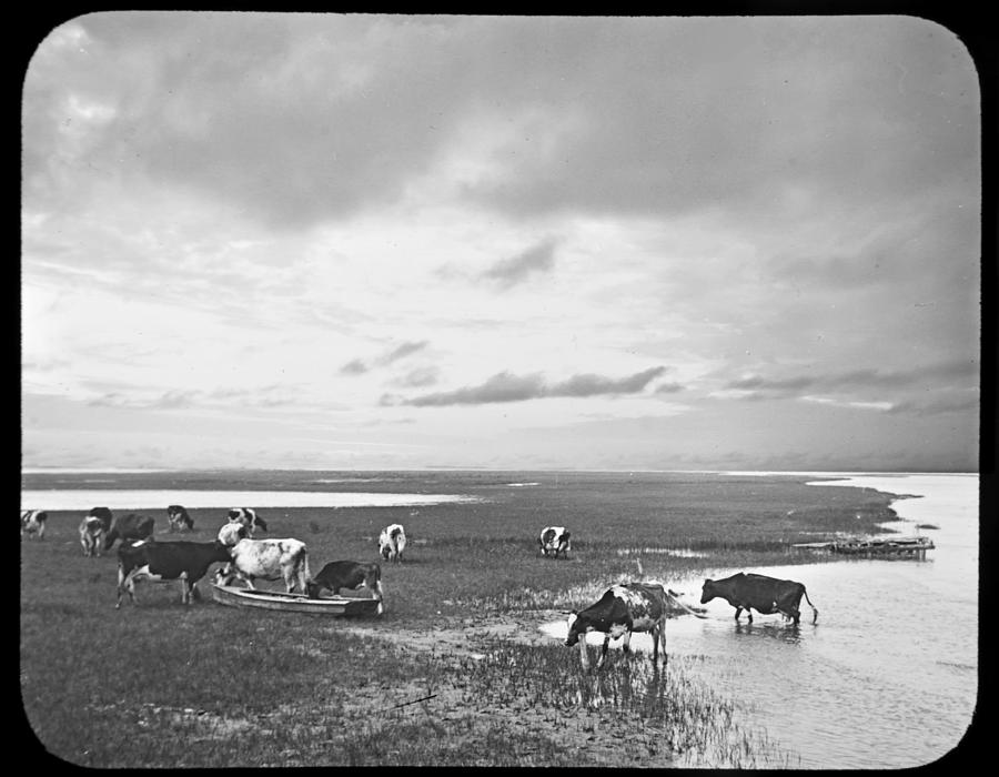 Cows in a Salt Marsh Holly Beach New Jersey 1902 Photograph by A Macarthur Gurmankin