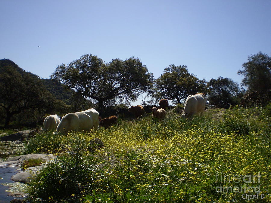 Cows in Extremadura Photograph by Chani Demuijlder
