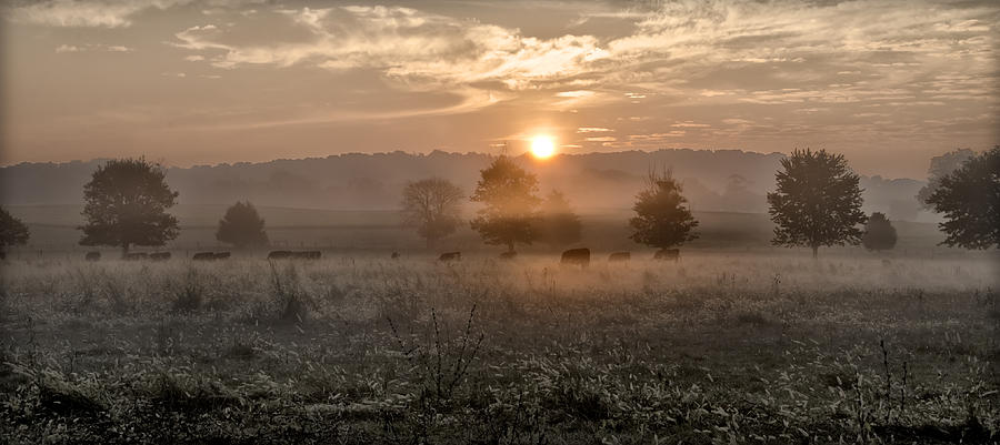 Cow Photograph - Cows in Field at Sunrise by Bill Cannon