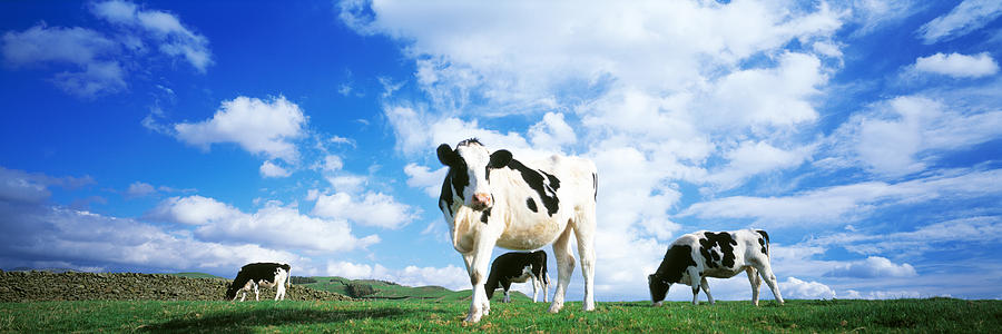 Cow Photograph - Cows In Field, Lake District, England by Panoramic Images