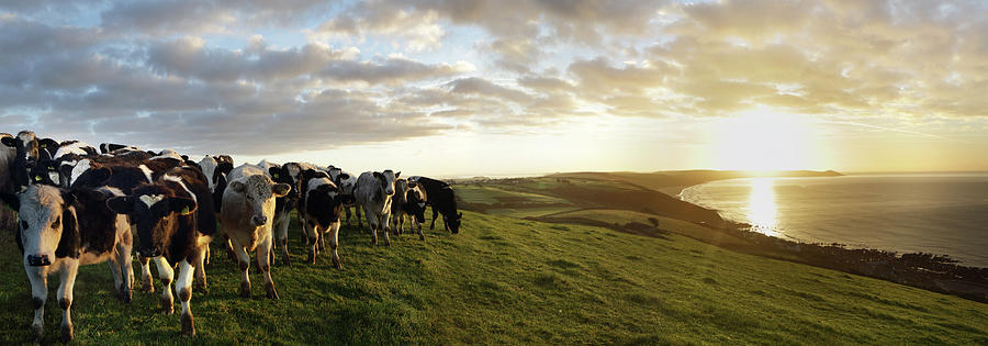 Cows In Field Overlooking Coast At Photograph by Peter Cade
